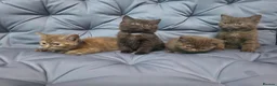 British Shorthair cats for sale: Gccf registered pure british shorthair kittens - Advert 16