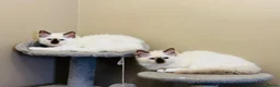 Ragdoll cats for sale: Ragdoll kittens  - Advert 22