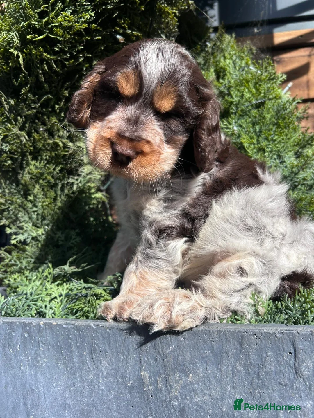 Cocker Spaniel dogs for sale: Show type kc cocker spaniel  - Advert 1