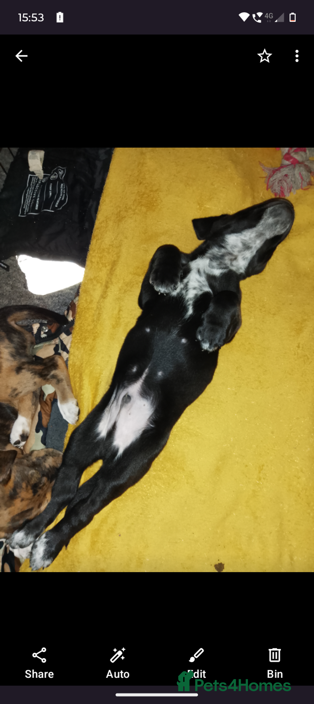 Mixed Breed dogs for sale: American Bulldog x Dobermann - Image 2