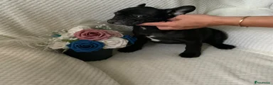 Kc registered adorable french bulldog boy