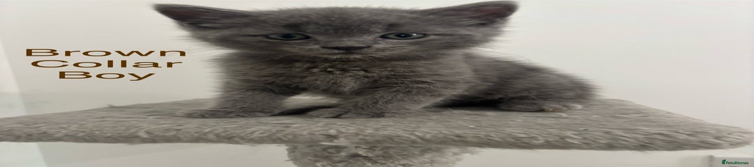 Brown Collar - Grey