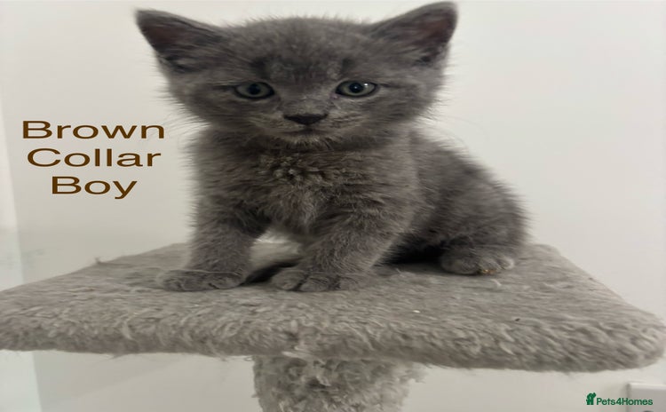 British Shorthair cats - Advert 12