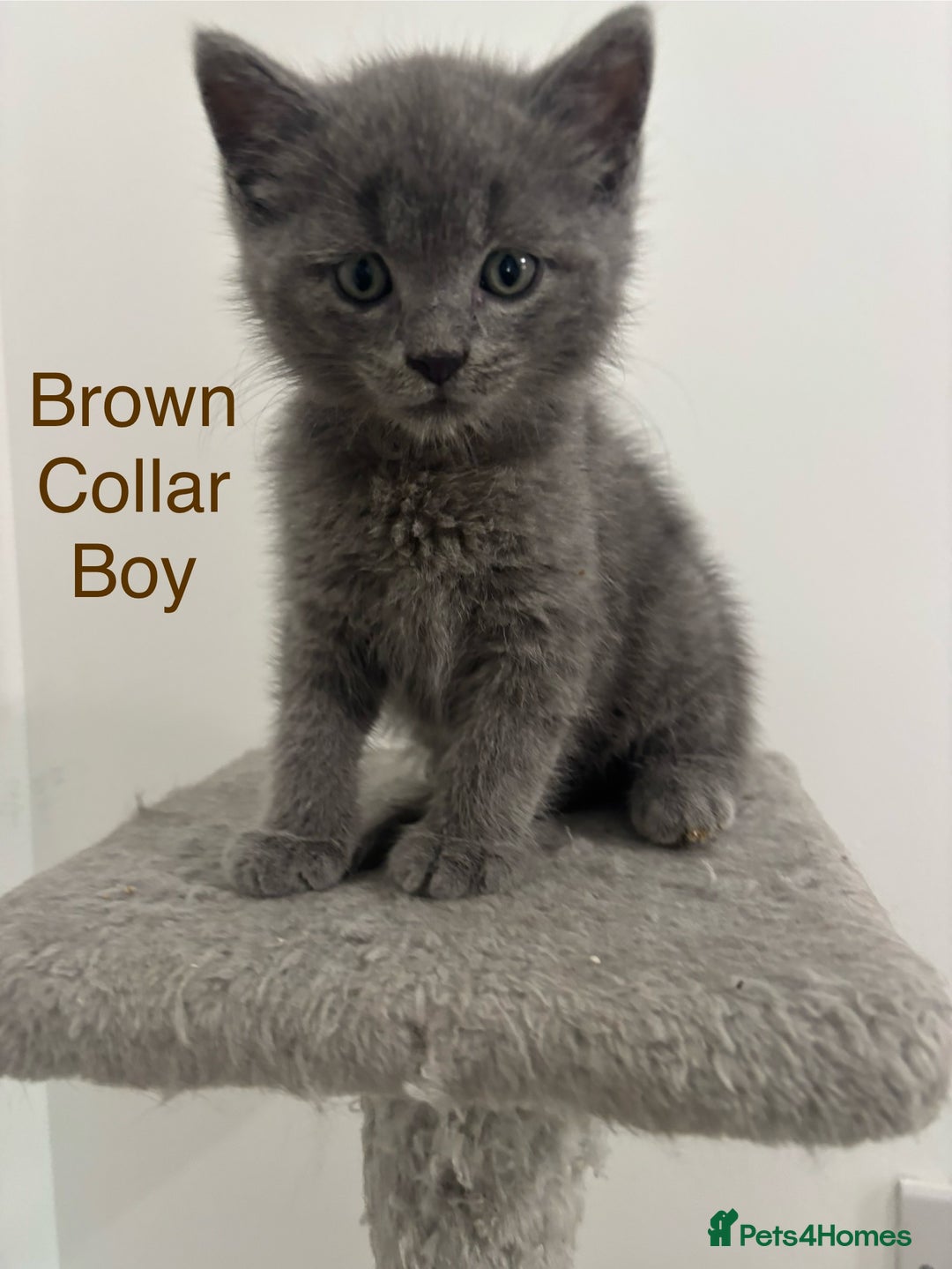British Shorthair cats for sale: Gorgeous British Shorthair/ Ragdoll  - Image 1