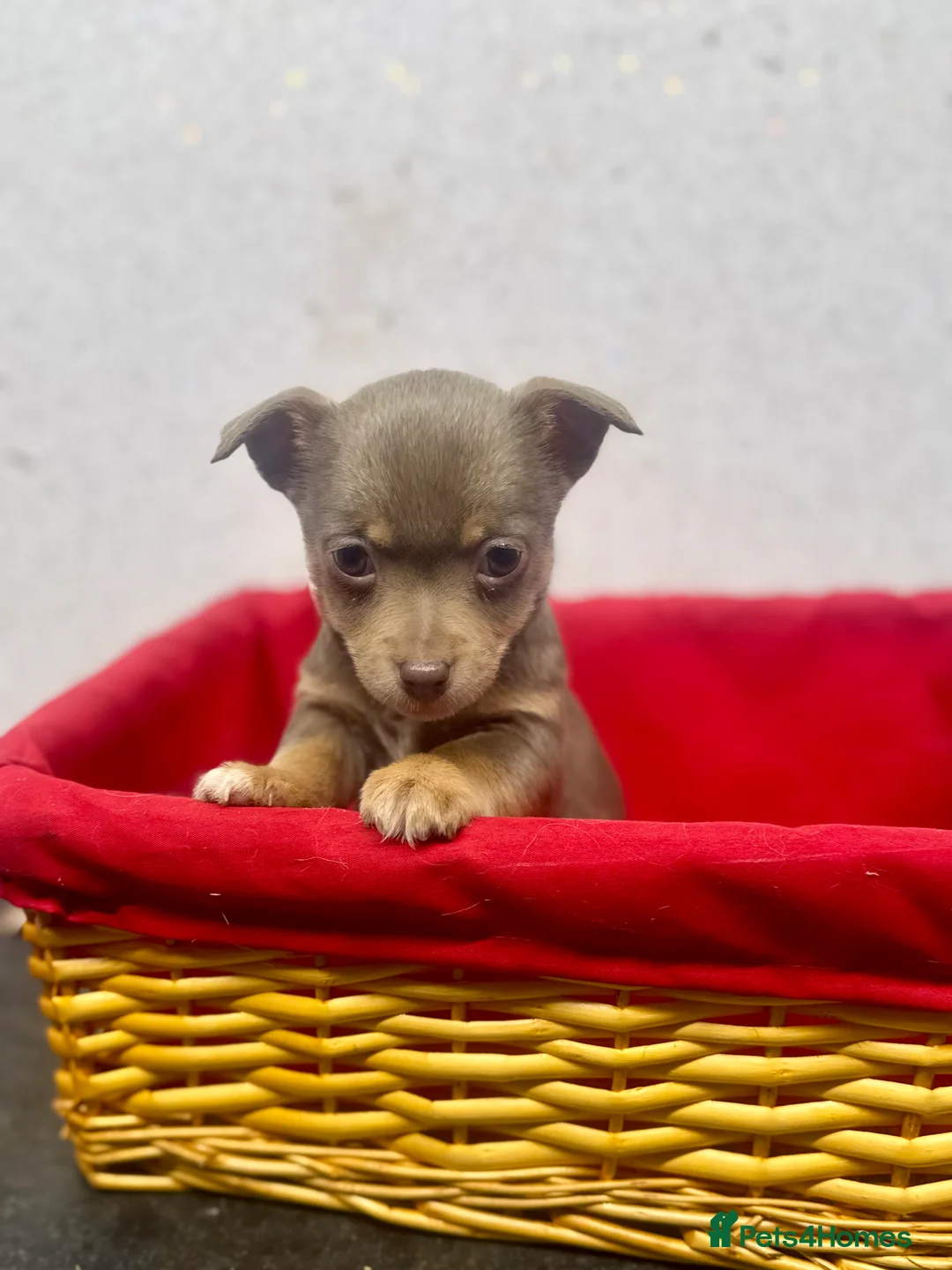 Jack Russell dogs for sale: Fabulous rare coloured Jack Russell pups in Keighley - Advert 2