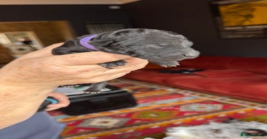 Mixed Breed dogs - Advert 16