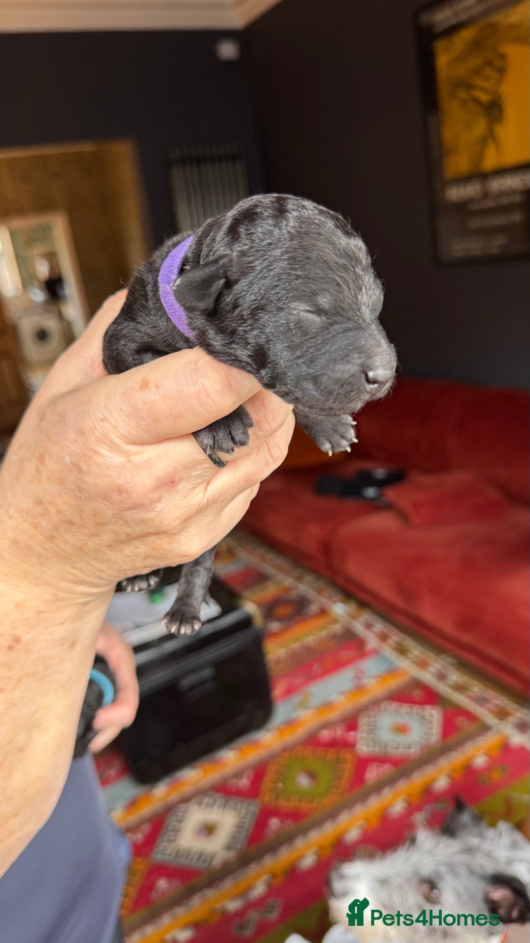 Mixed Breed dogs for sale: Bedlington x whippet puppies - Image 6