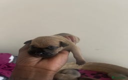 Mixed Breed dogs for sale: French bulldog mix - Image 8