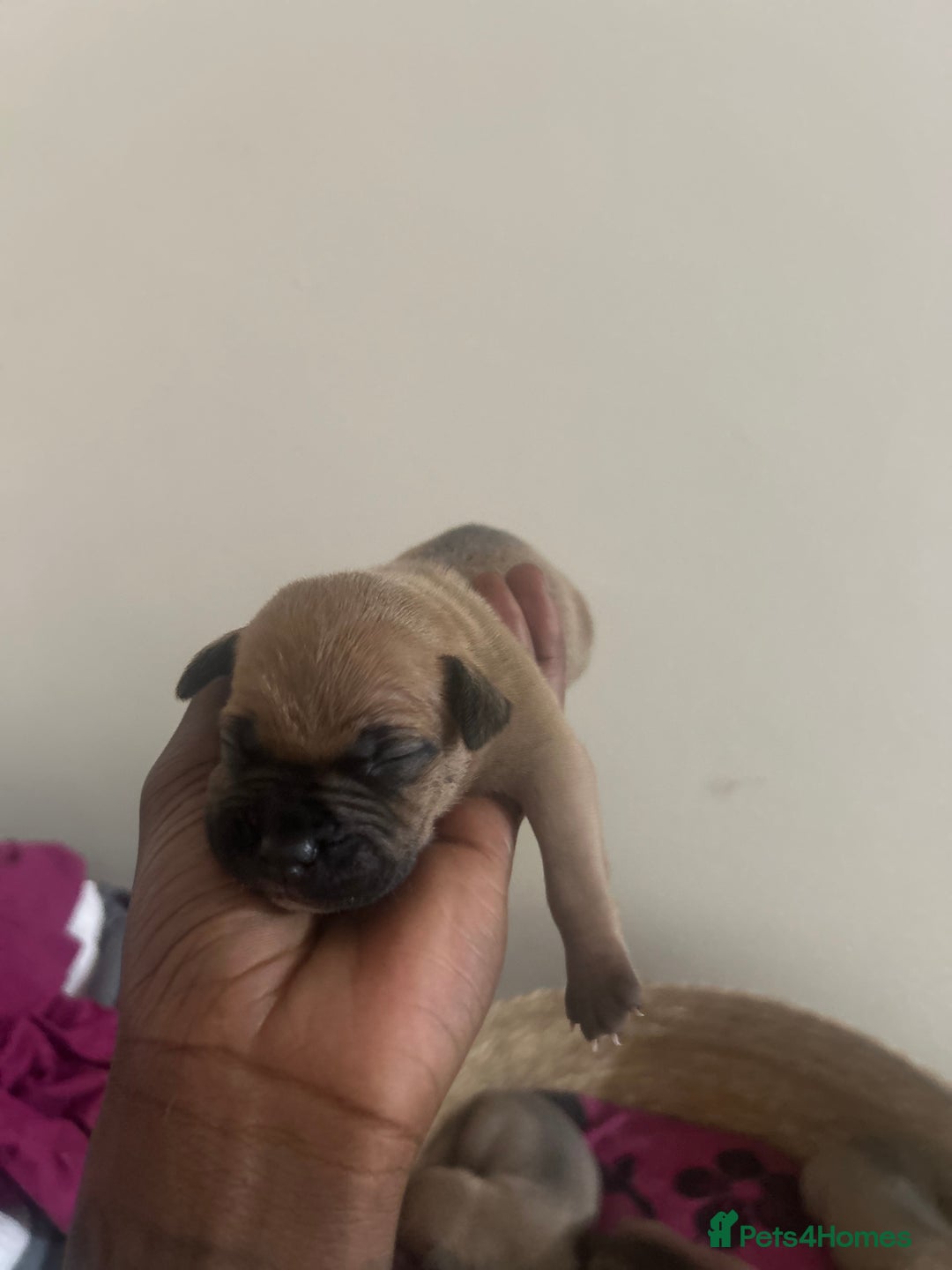 Mixed Breed dogs for sale: French bulldog mix - Image 8