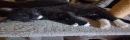 Mixed Breed cats for sale: Kittens 1 male and 3 Afrmale - Advert 4