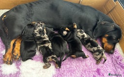 Miniature Dachshund dogs for sale: Miniature dachshund mix priced  - Image 23