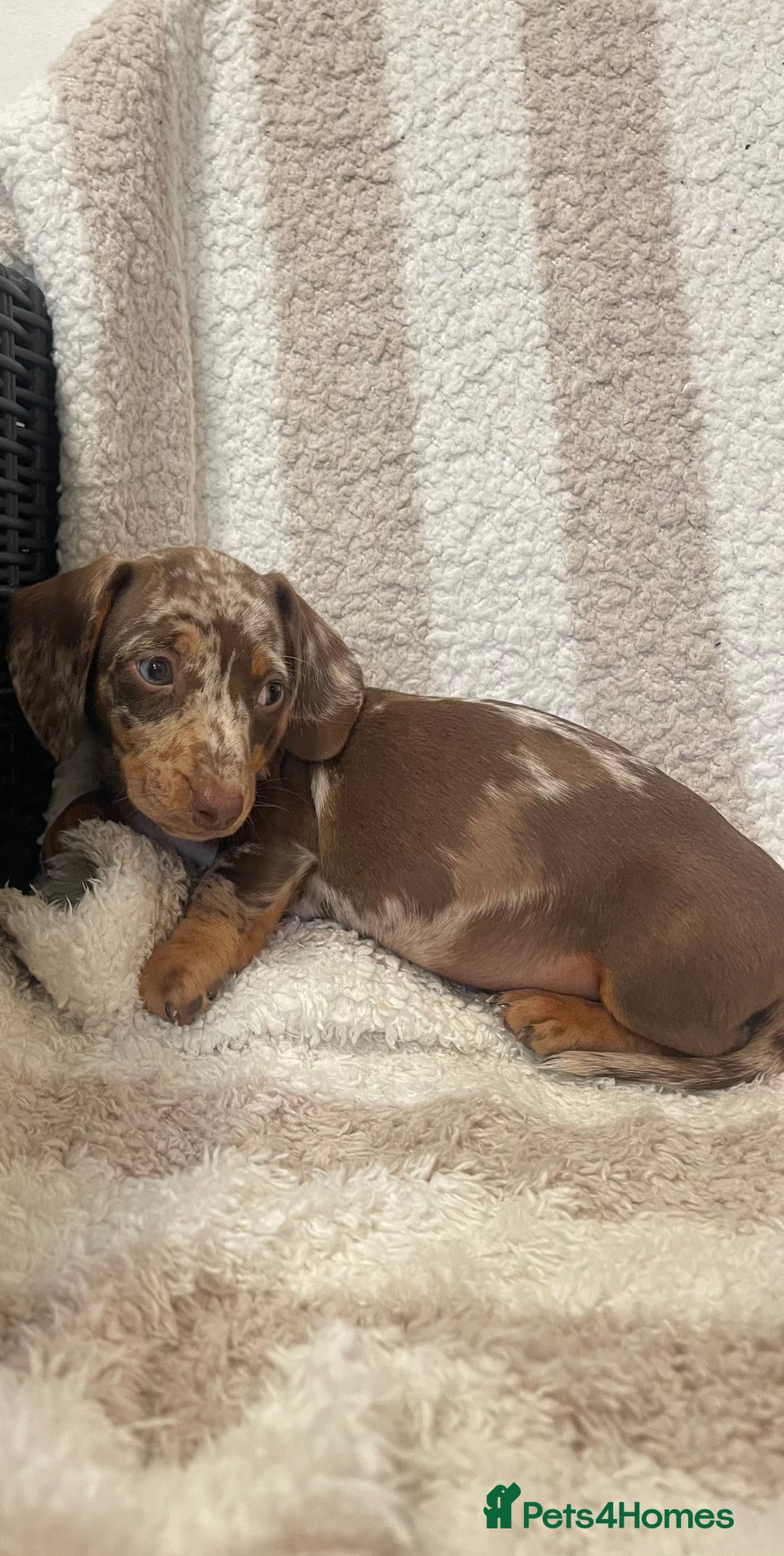 Miniature Dachshund dogs for sale: Beautiful Dachunds ready now  - Image 18