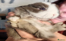 Mini Lop rabbits for sale: Mini lops - Image 6