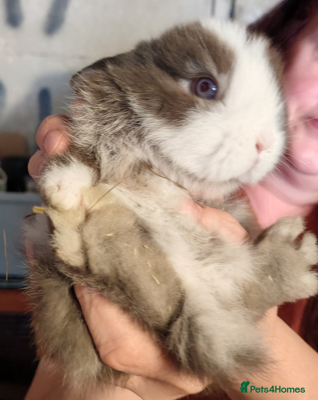 Mini Lop rabbits for sale: Mini lops - Image 6