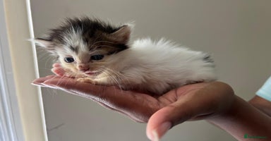 Siberian cats - Advert 8