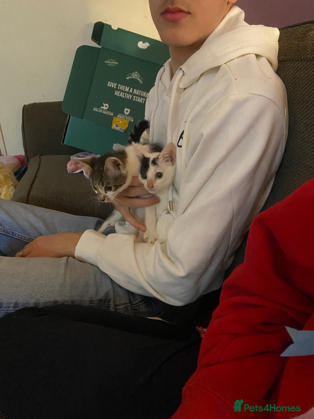 Mixed Breed cats for sale: kittens Bengal x microchipped flea/worm.insured.  - Image 1