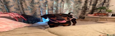 Dobermann 1