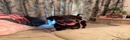 Dobermann dogs for sale: Female Doberman for sale  - Advert 2