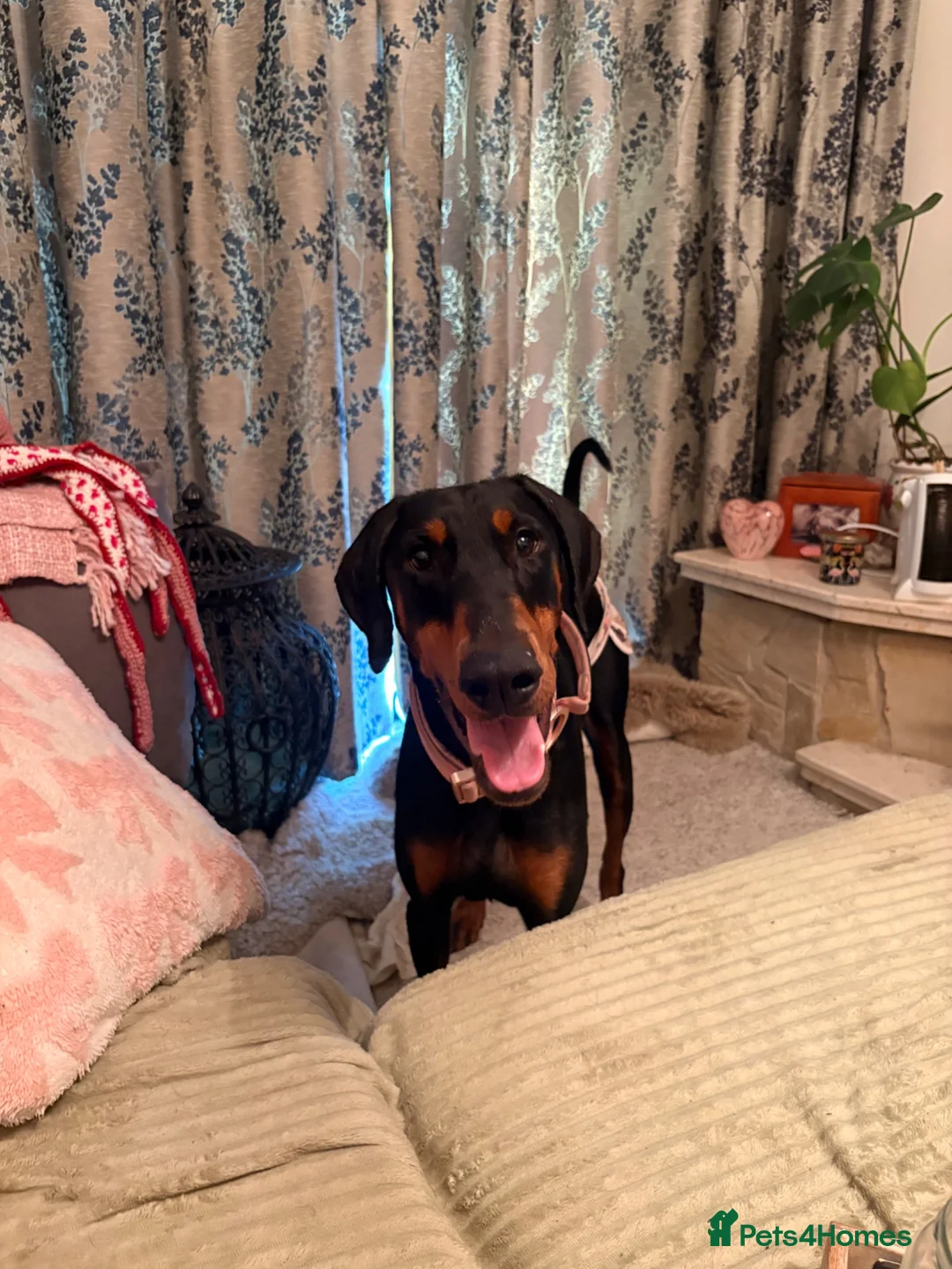 Dobermann dogs for sale: Female Doberman for sale  - Advert 2