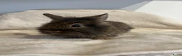 Mini Lion Lop rabbits for sale: Lion lops for sale - Advert 5