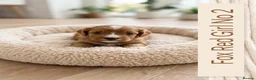 Cavapoo dogs for sale: Cavapoo puppies  in Durham - Advert 5