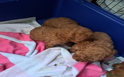 Cockapoo dogs for sale: 2 beautiful toy cockapoos  - Image 8