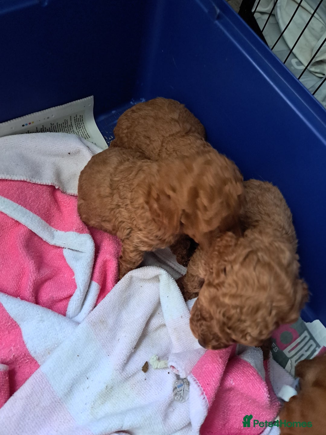 Cockapoo dogs for sale: 2 beautiful toy cockapoos  - Image 8