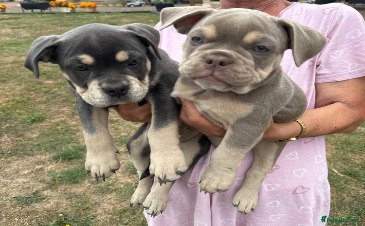 Mixed Breed dogs - Advert 7