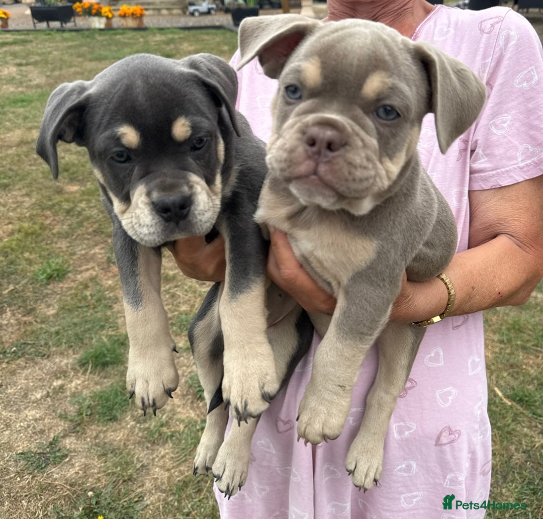 Mixed Breed dogs for sale: Bulldog x staff puppies  - Image 1