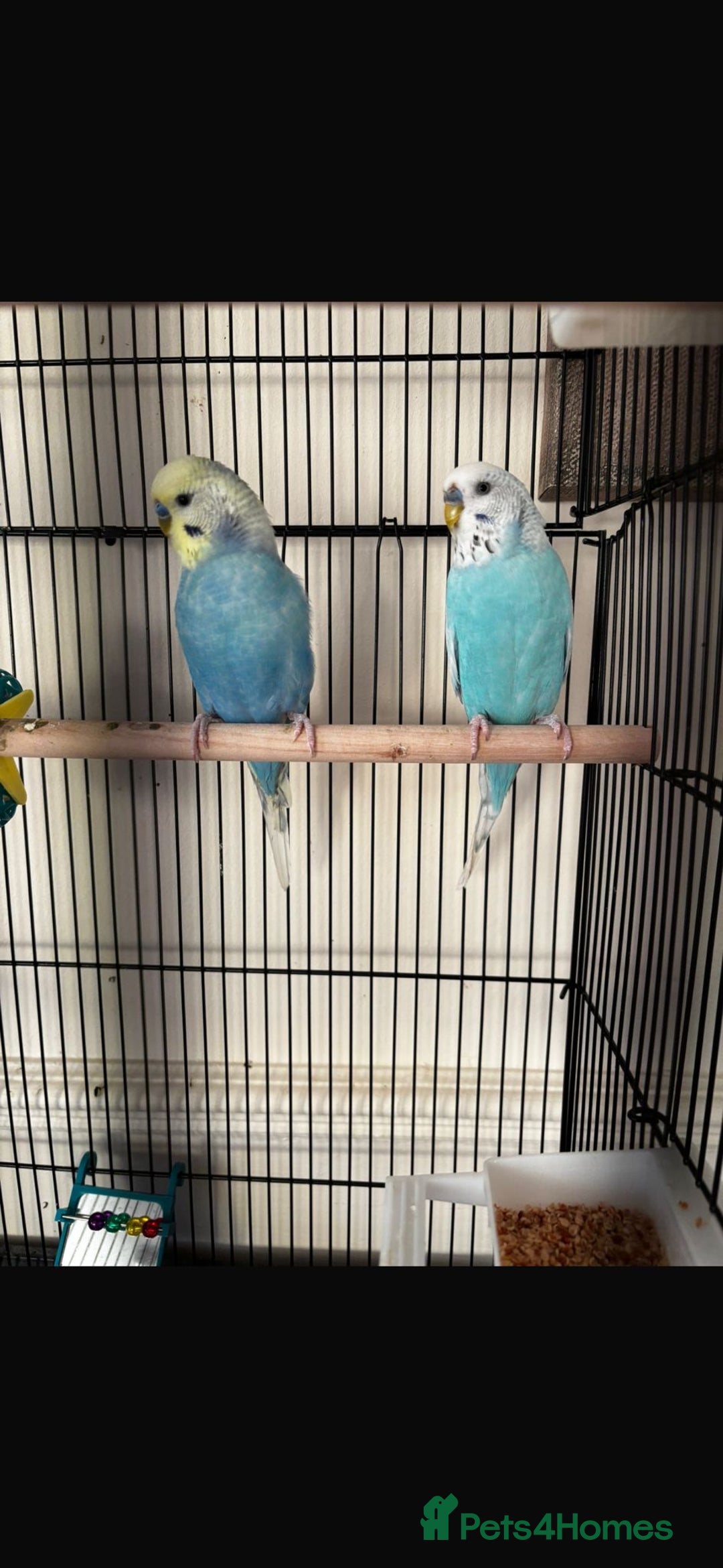 Budgerigars birds for sale: 2 budgies - Advert 1