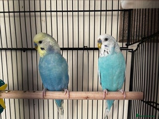 Budgerigars birds 2 budgies - Advert 7