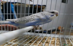 Budgerigars birds for sale: Baby Budgies - Image 3