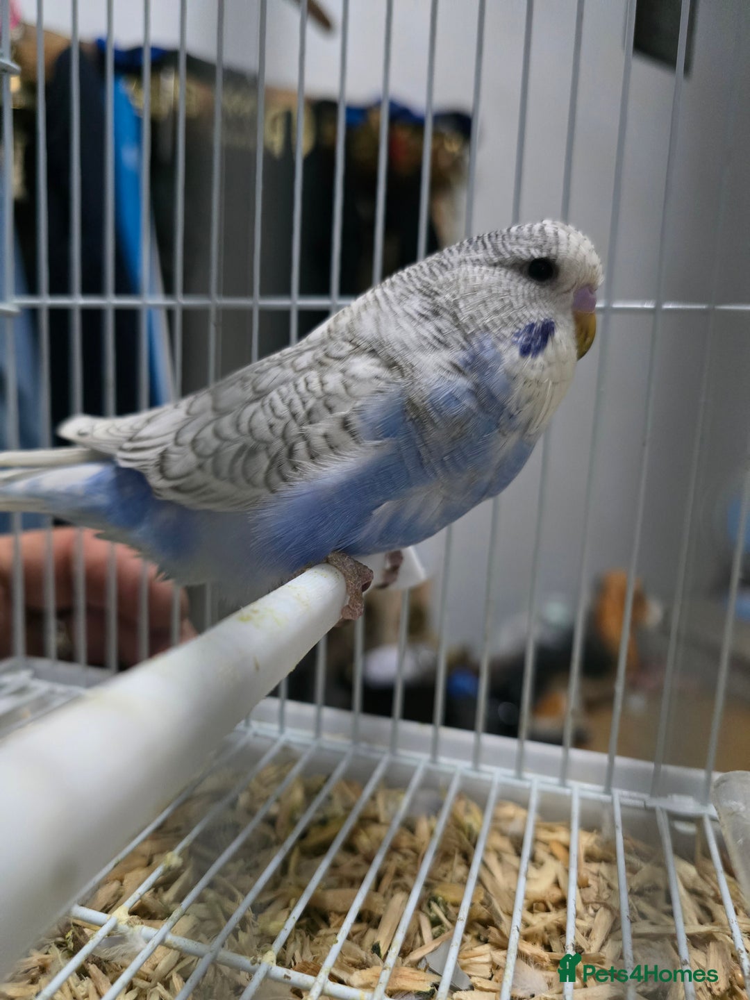 Budgerigars birds for sale: Baby Budgies - Image 3