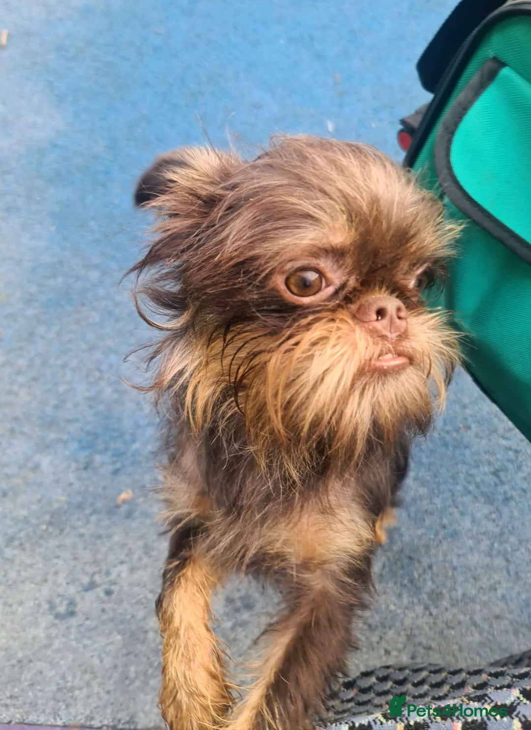 Gallery Image {{count}}