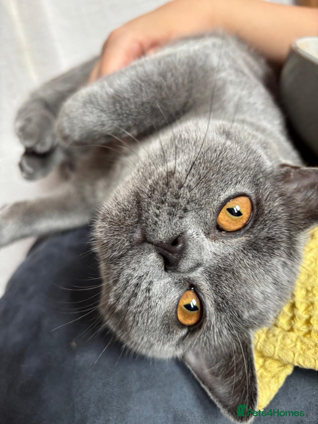 British Shorthair cats for sale: 2 BHS sisters  - Advert 3