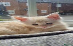 Maine Coon cats for sale: 2 Stunning Cream Pedigree Mainecoons Available  - Image 23