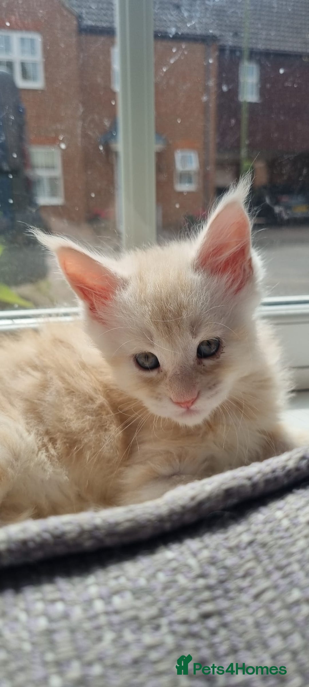 Maine Coon cats for sale: 2 Stunning Cream Pedigree Mainecoons Available  - Image 23