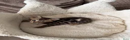 Bengal cats for sale: TICA pure breed Bengal kittens available.  - Advert 29