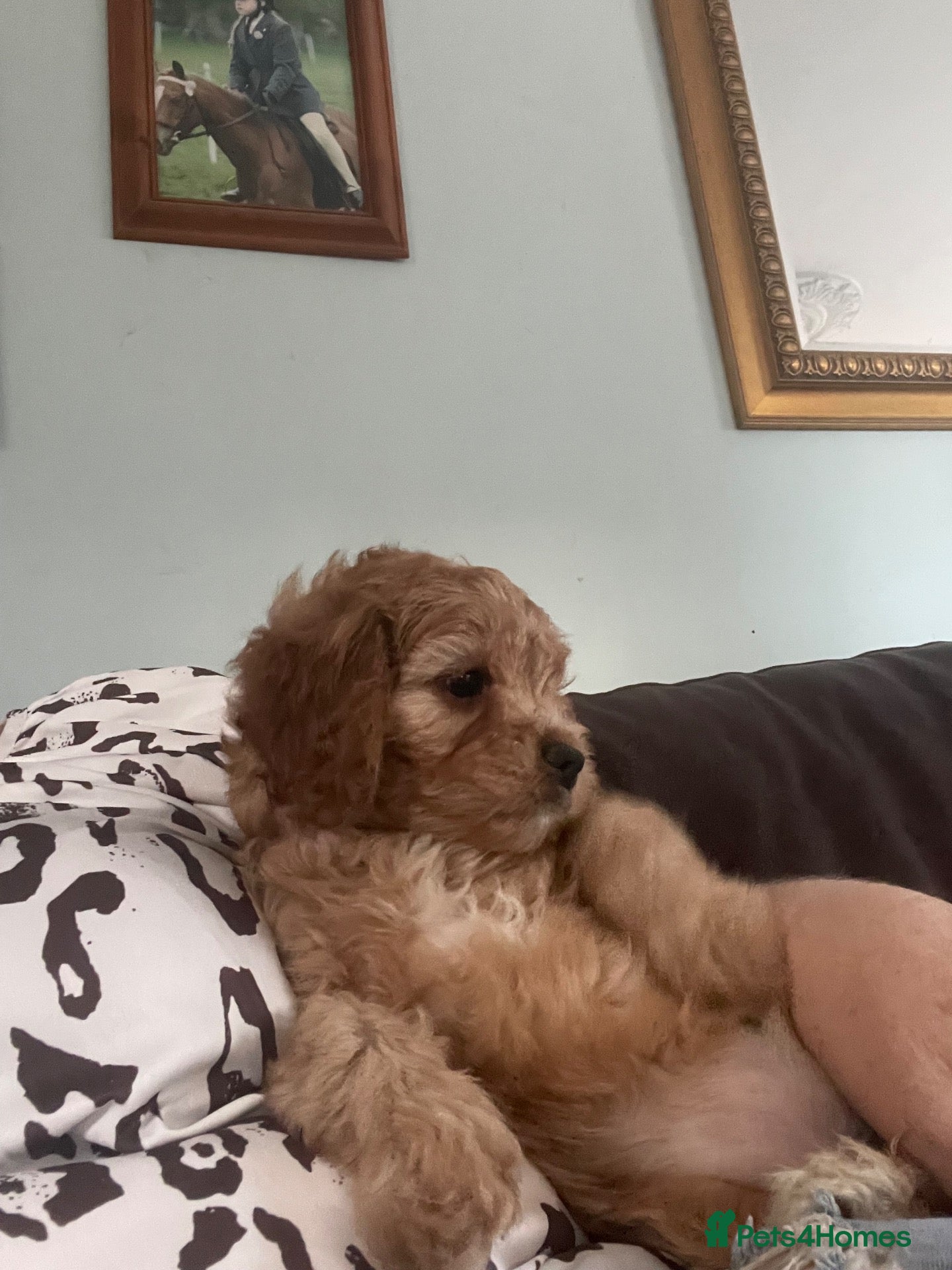 Cavapoo dogs Cavapoo puppies, absolutely gorgeous F1 - Advert 2