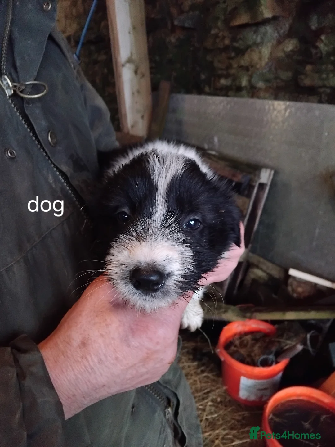 Bearded Collie dogs for sale: Beautiful bearded collie pups - Advert 3