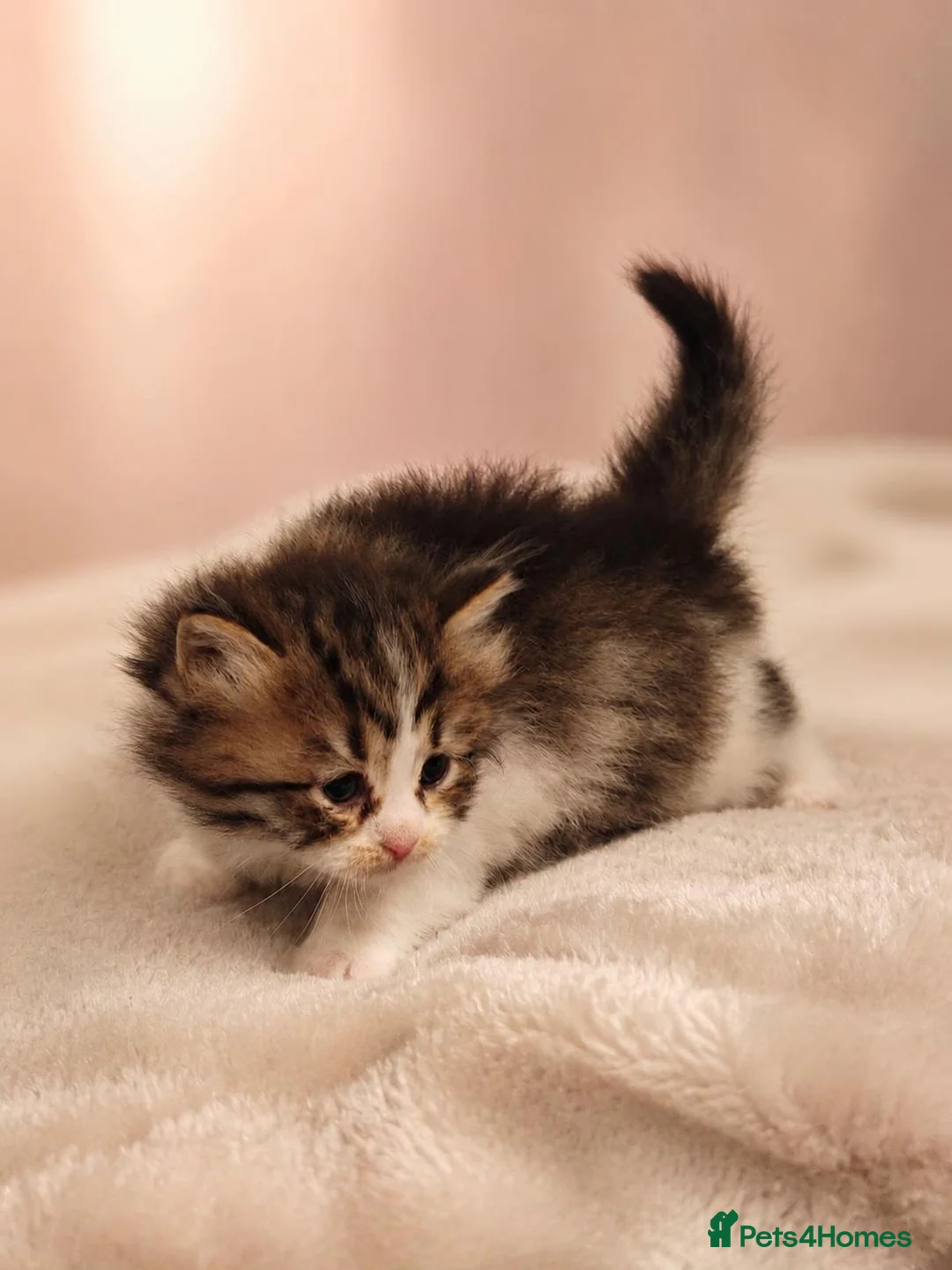 Siberian cats for sale: TICA Registered Pedigree Siberian kittens - Advert 17