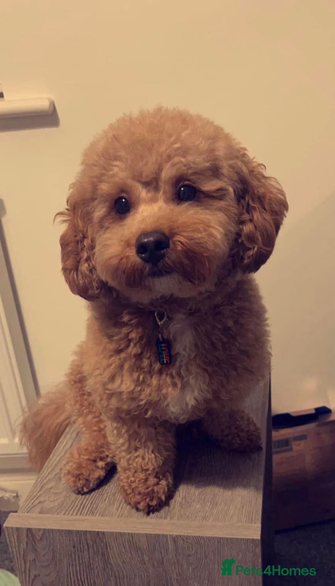 Cavapoo dogs for sale: Ruby Rose - Advert 2