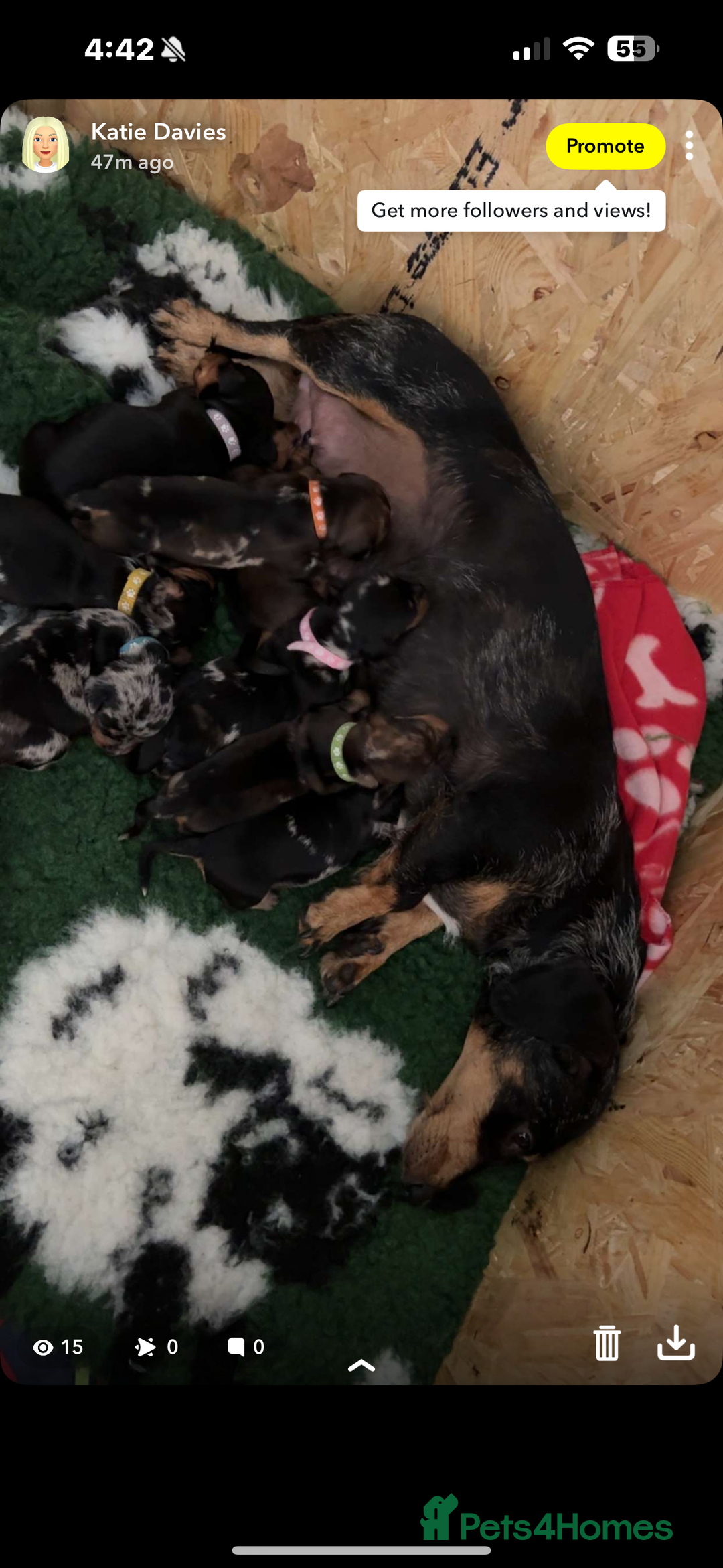 Dachshund dogs for sale: 8 dachshund puppies  - Image 37