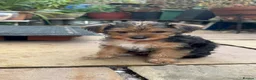 Yorkshire Terrier dogs for sale: Yorkshire Terrier Puppies 10 Weeks  - Advert 12