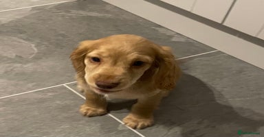 Cocker Spaniel dogs - Advert 12