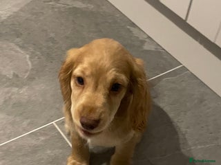 Cocker Spaniel dogs - Advert 6