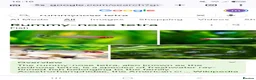 Tetras fish for sale: Free tropical fishes in Grays - Advert 4
