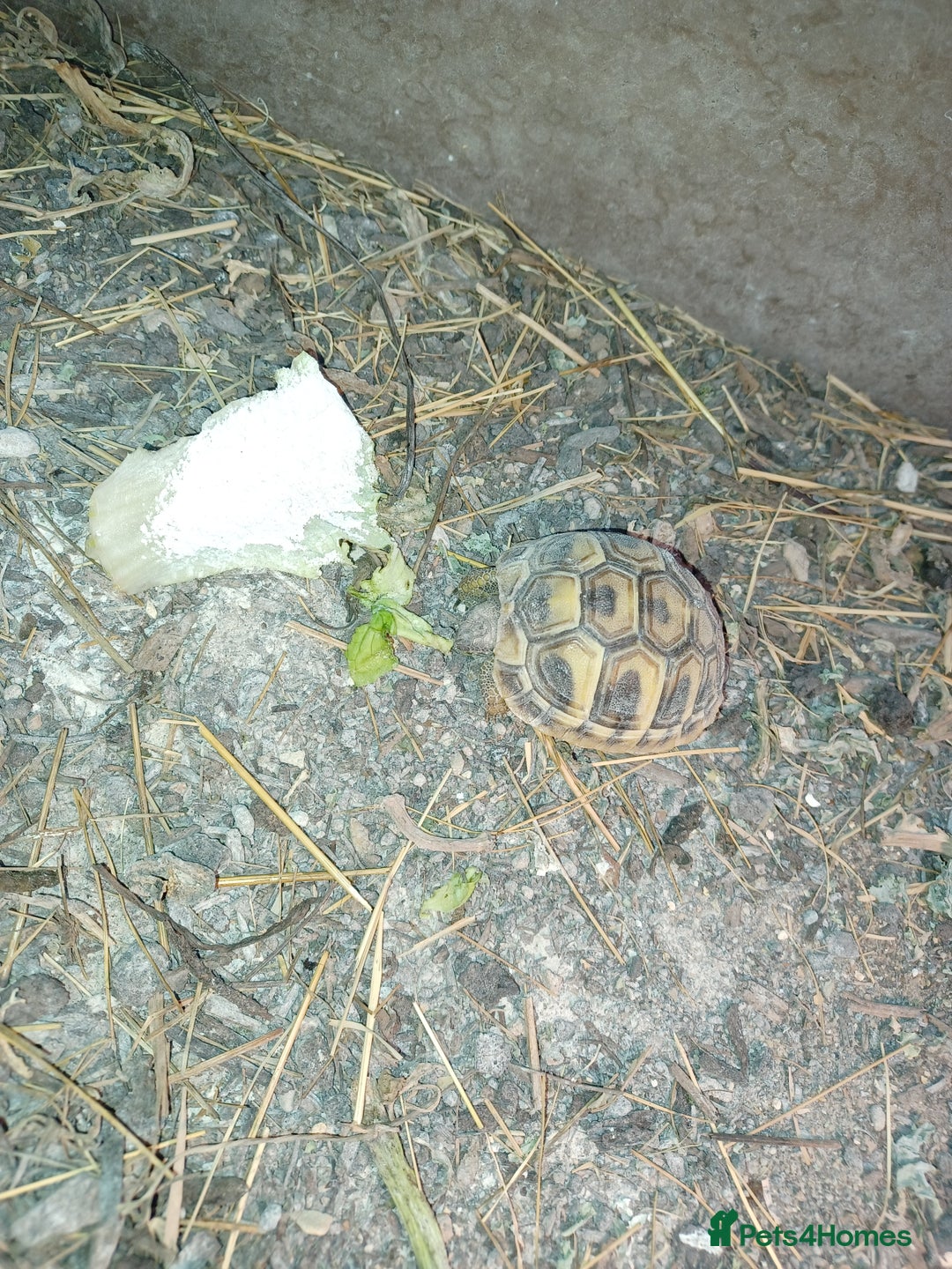 Tortoise reptiles for sale: HERMANNS TORTOISE YOUNGSTER HATCHED UK AUGUST 2025 - Advert 2