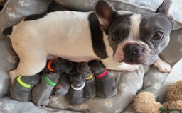French Bulldog dogs for sale: Beautiful French Bulldog Puppies - Image 26