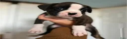 Boxer dogs for sale: Exceptional Boxer in Southampton - Advert 8
